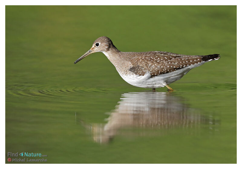 Solitary Sandpiper