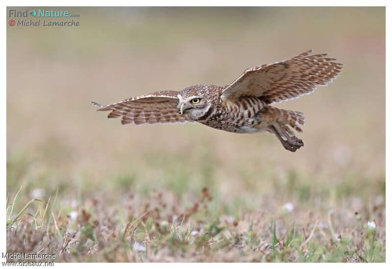 Burrowing Owladult, Flight