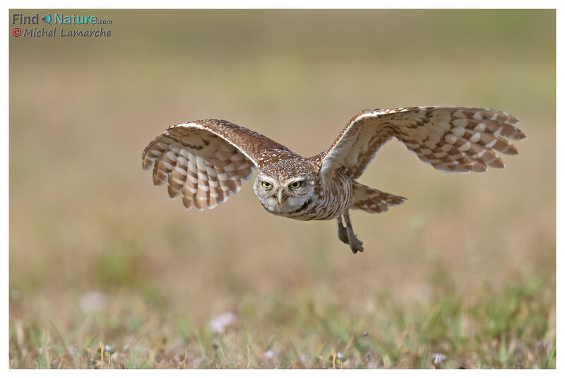 Burrowing Owladult, Flight