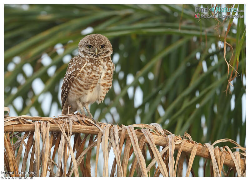 Burrowing Owladult, identification