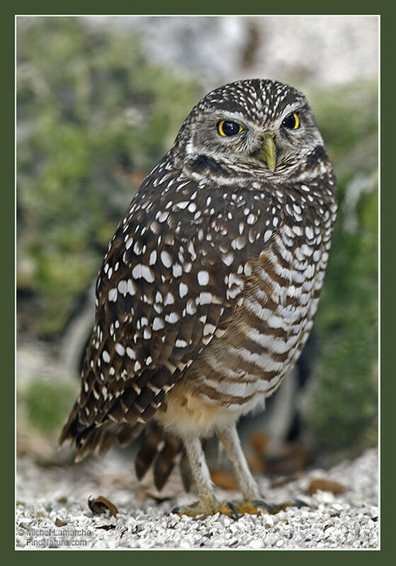 Burrowing Owl