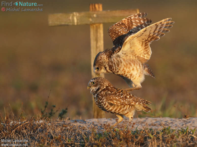 Burrowing Owladult, mating.