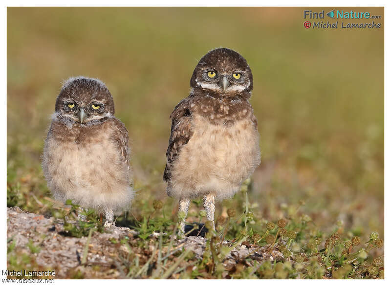 Burrowing Owl, pigmentation