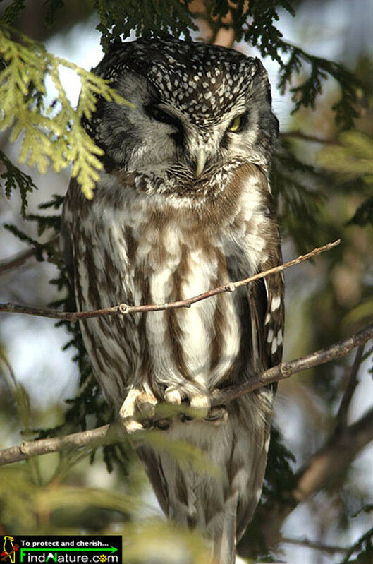 Boreal Owl