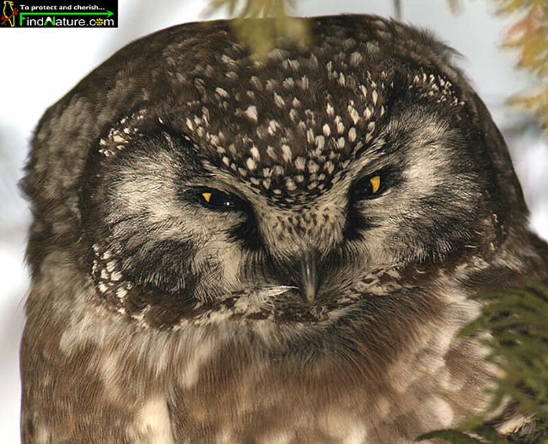 Boreal Owl