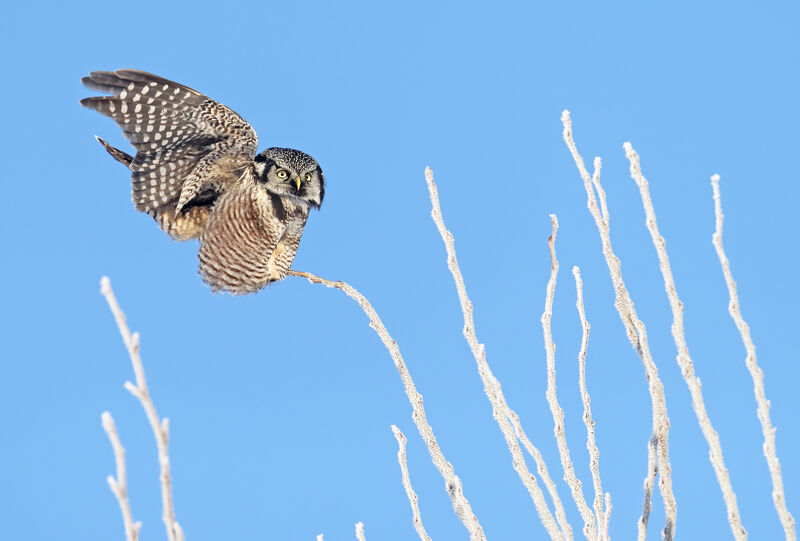 Northern Hawk-Owladult, Flight