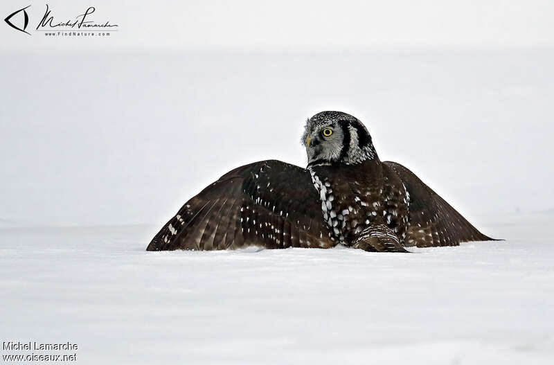 Northern Hawk-Owl, fishing/hunting