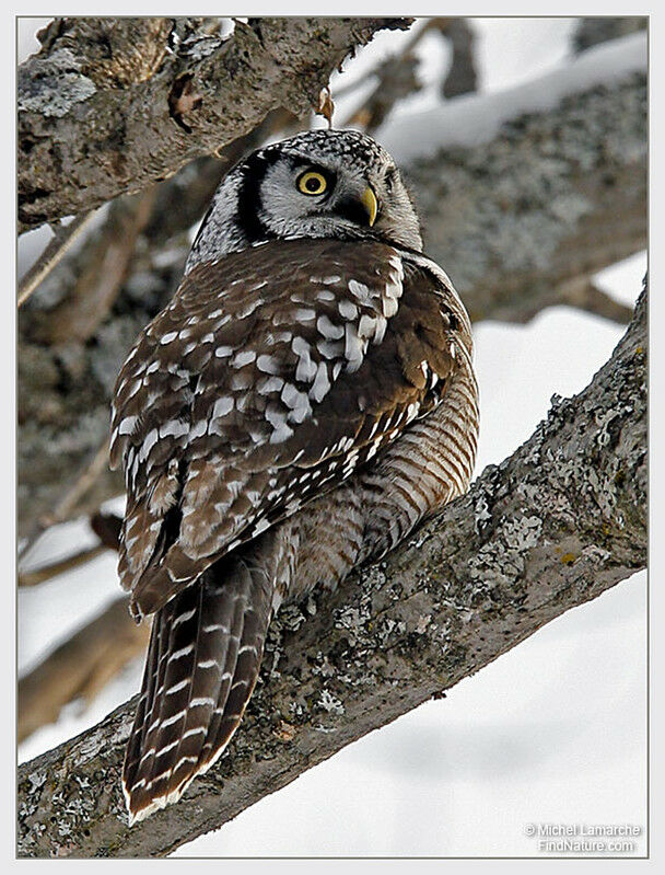 Northern Hawk-Owl