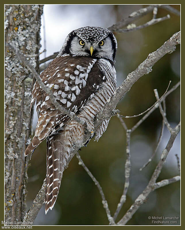 Chouette épervièreadulte, composition, camouflage, pigmentation