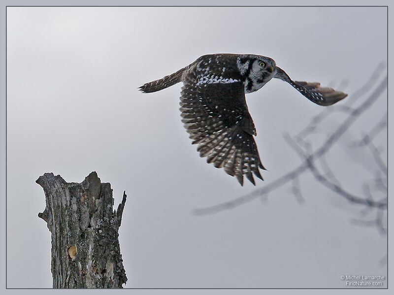 Northern Hawk-Owl