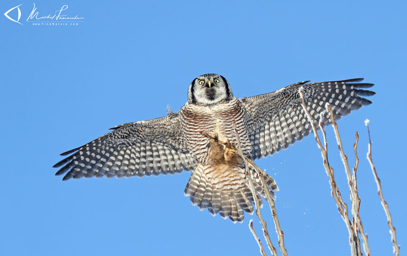 Northern Hawk-Owl