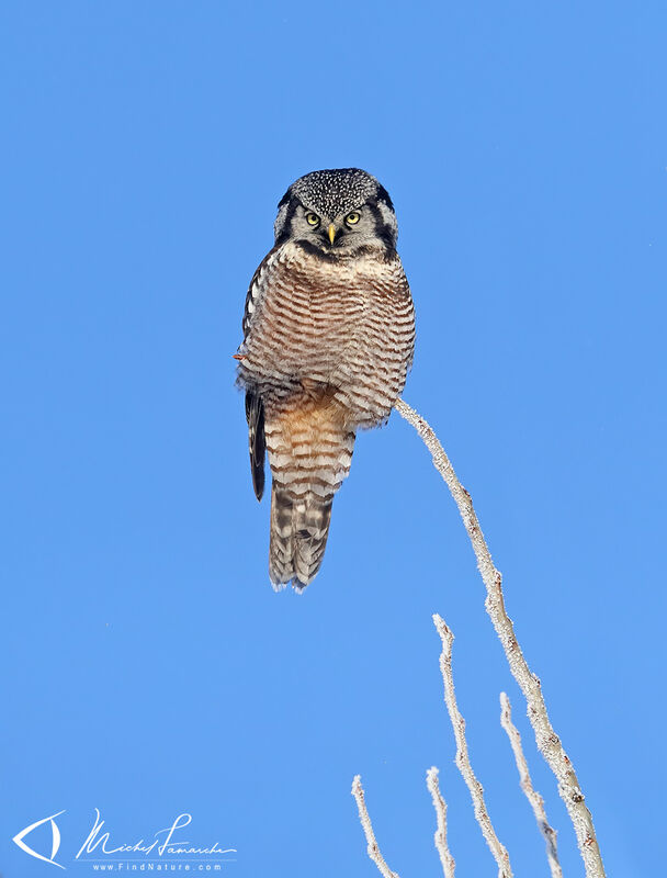 Northern Hawk-Owl