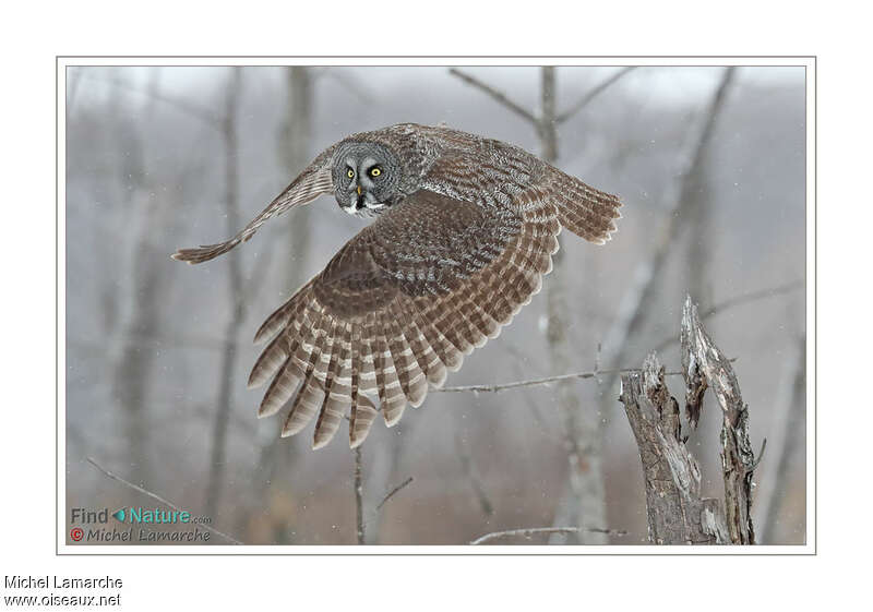 Great Grey Owl, Flight