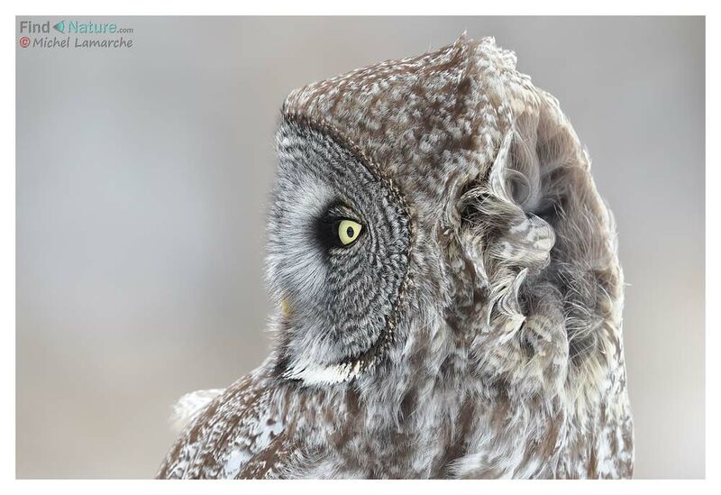 Great Grey Owl