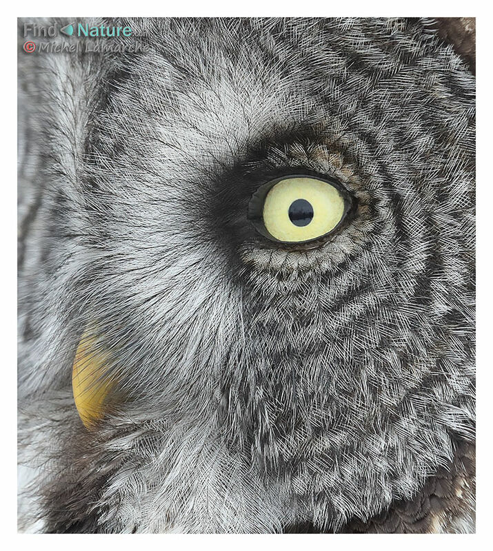 Great Grey Owl