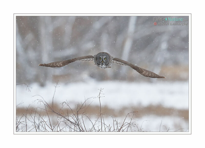 Great Grey Owl, Flight