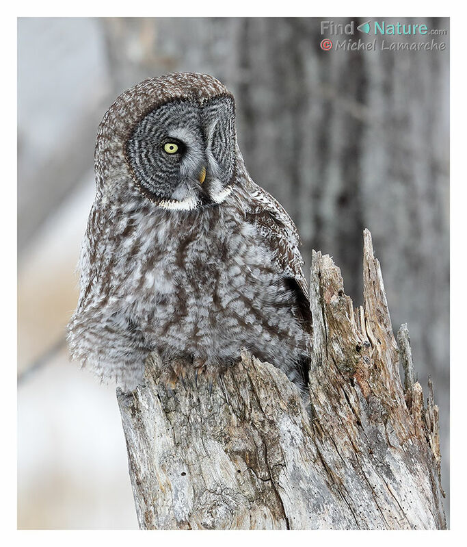 Great Grey Owl