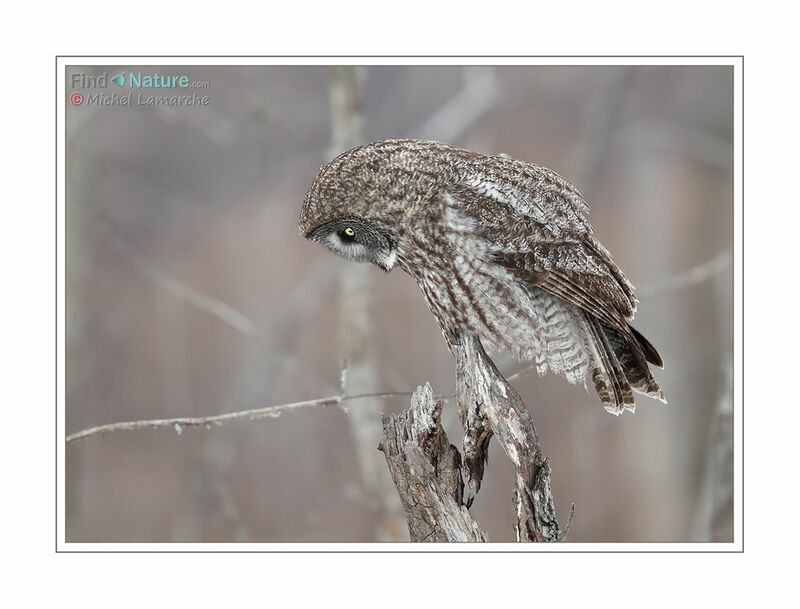 Great Grey Owl