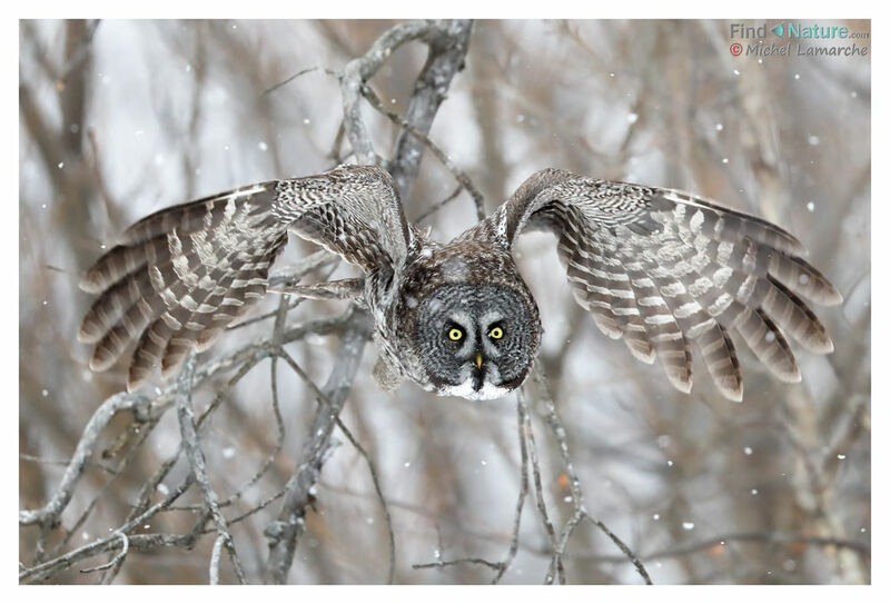 Great Grey Owl, Flight