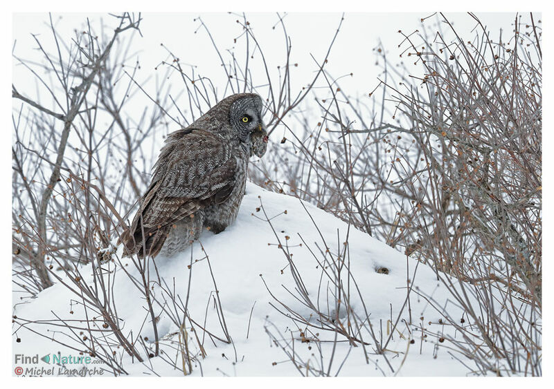 Great Grey Owl, eats