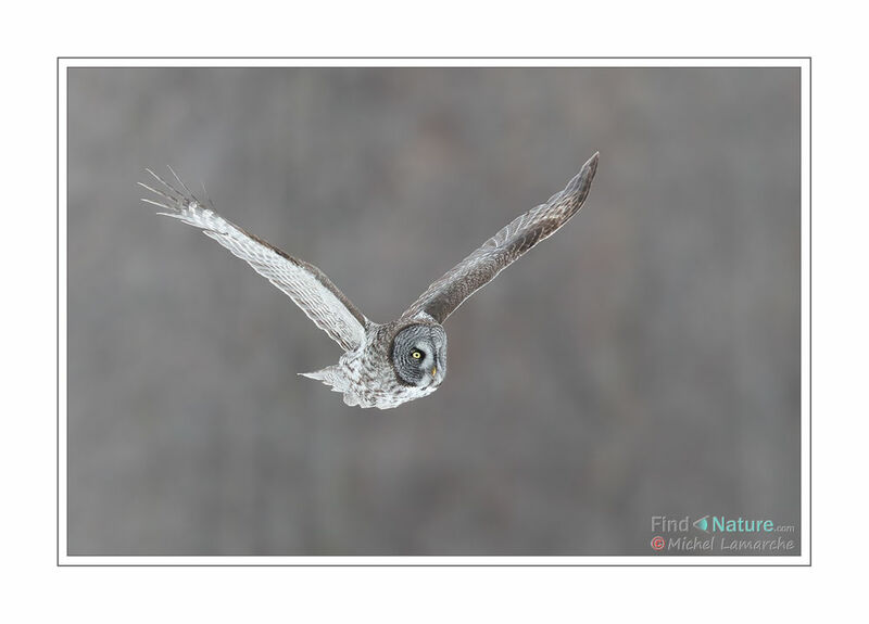 Great Grey Owl, Flight