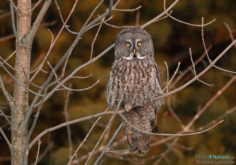 Great Grey Owl