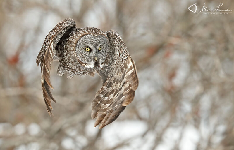 Great Grey Owladult, Flight