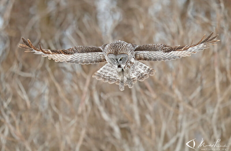 Great Grey Owl, Flight