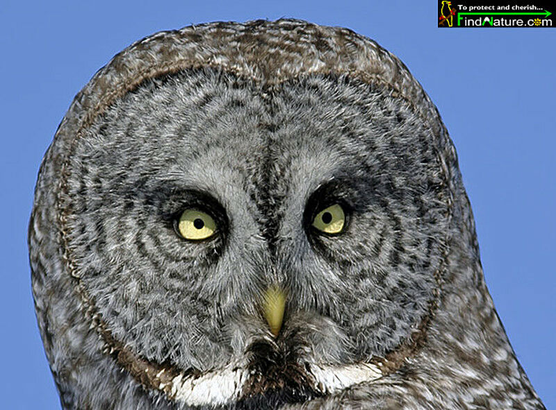 Great Grey Owl