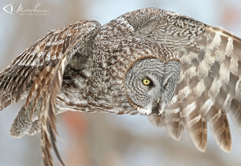 Great Grey Owl, Flight