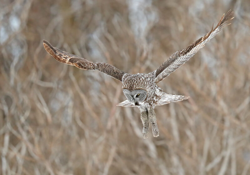 Great Grey Owl, Flight