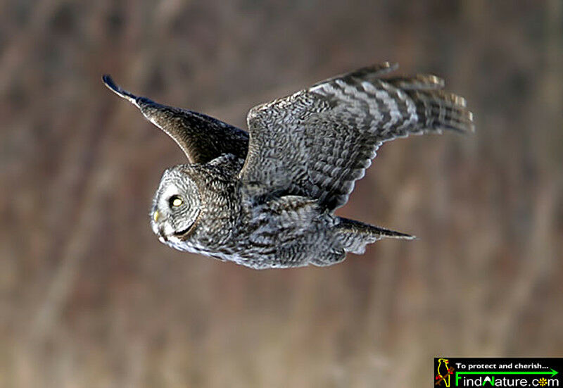 Great Grey Owl