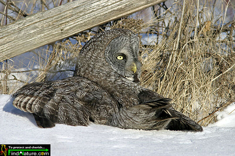 Great Grey Owl