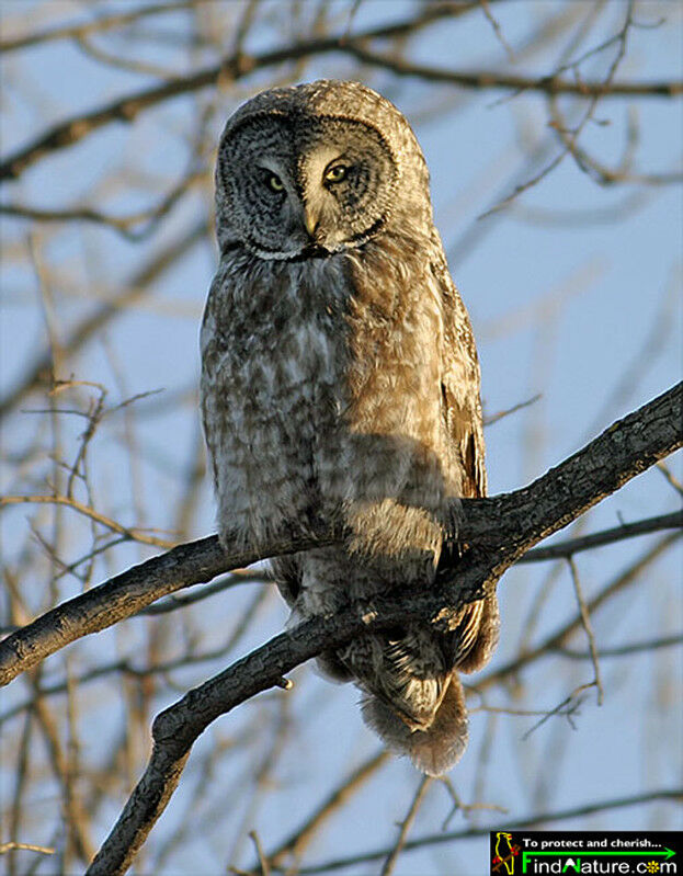 Great Grey Owl