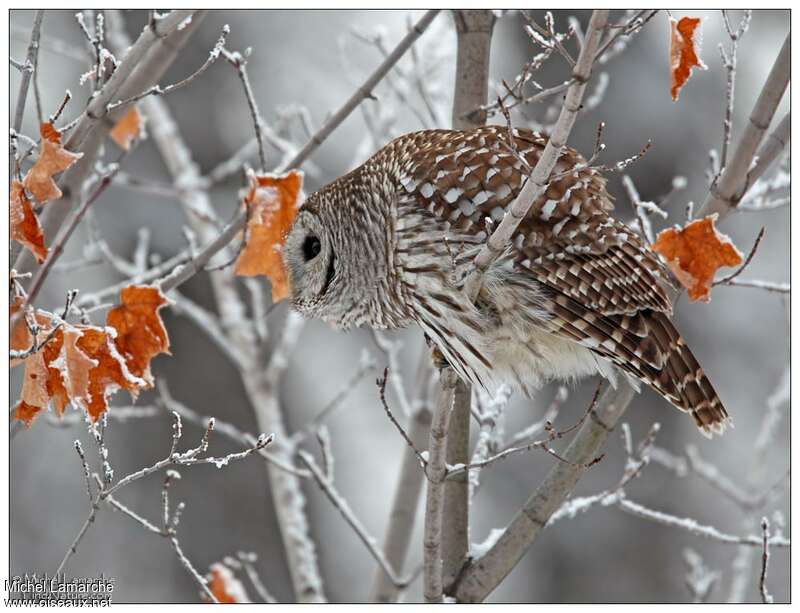 Barred Owl, Behaviour