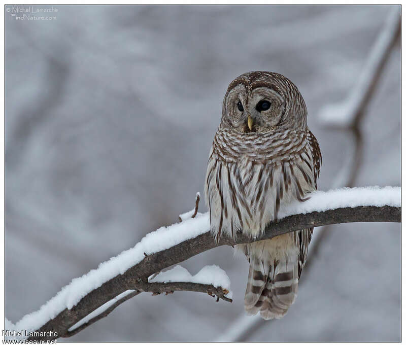 Barred Owladult, pigmentation