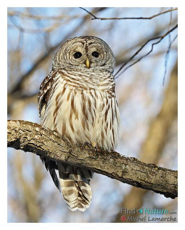 Barred Owl