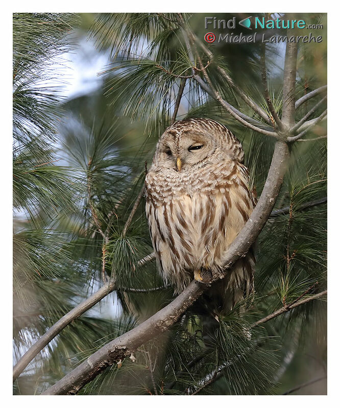 Barred Owl