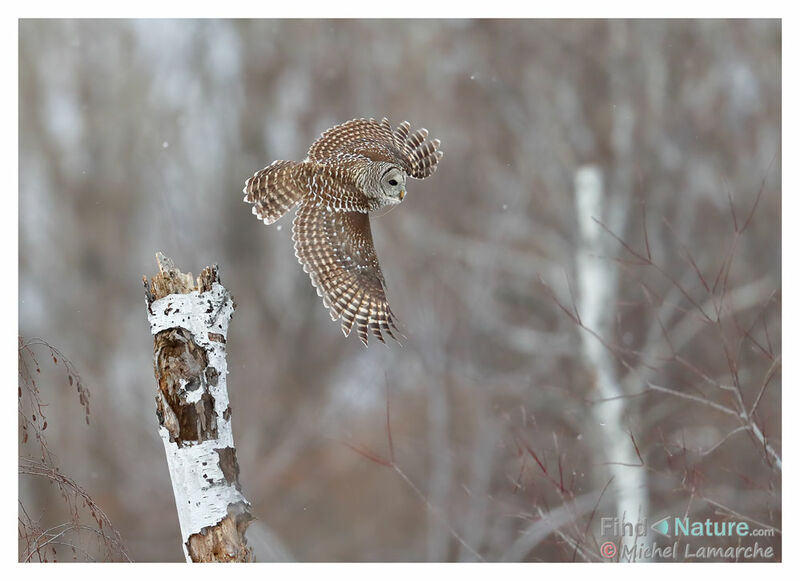 Barred Owl, Flight