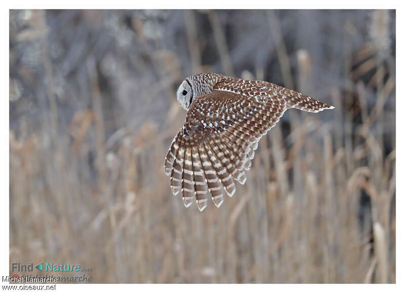 Barred Owl, Flight