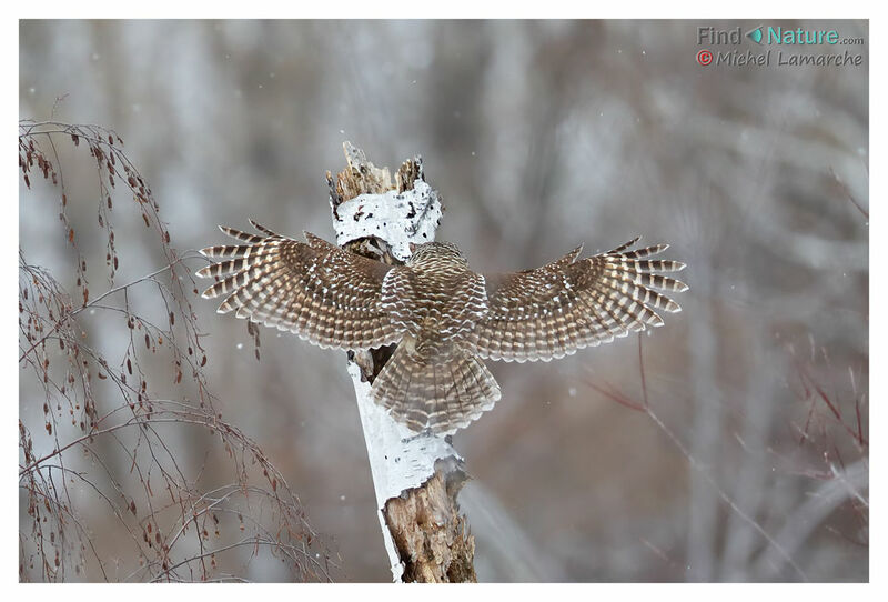 Barred Owl, Flight