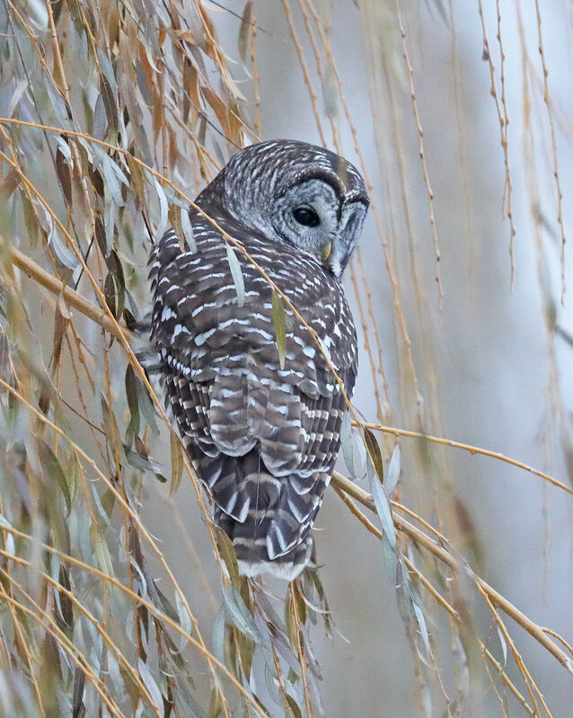 Barred Owl