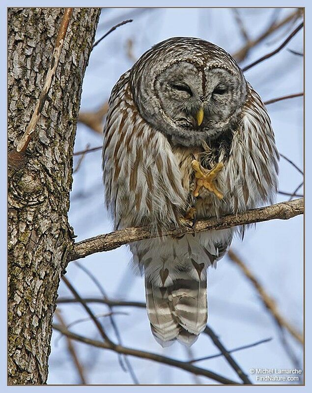 Barred Owl