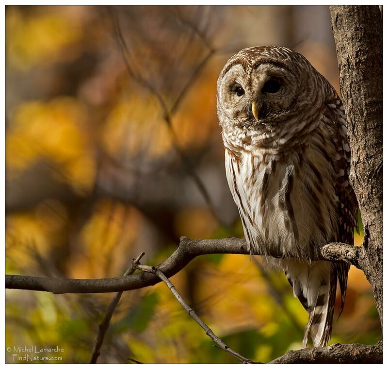 Barred Owl