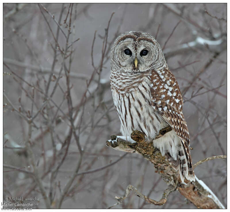 Barred Owladult, identification