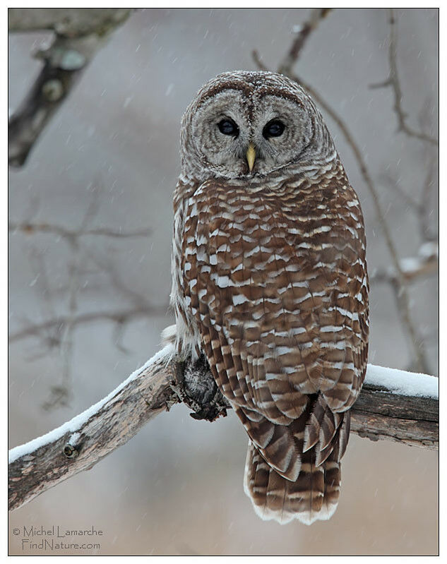 Barred Owl