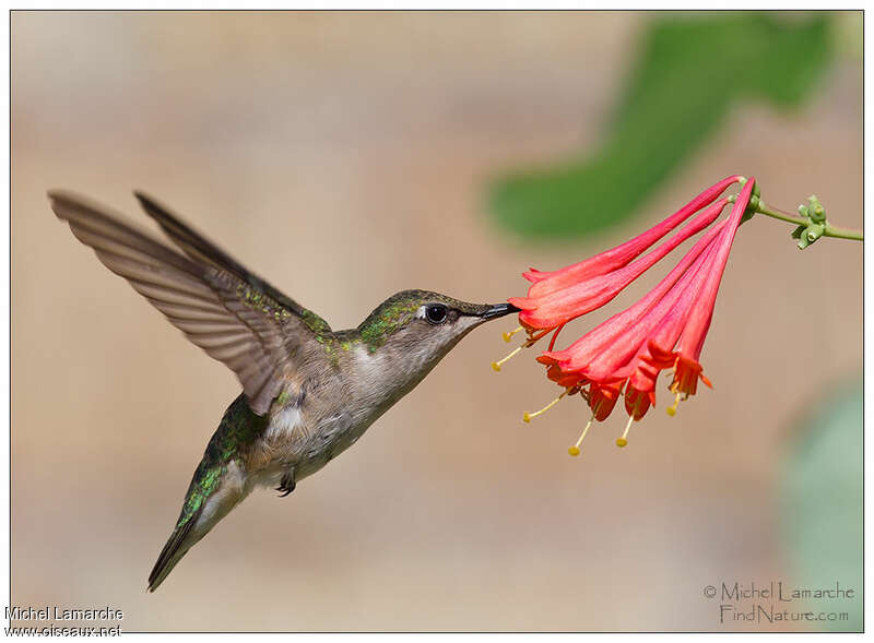 Colibri à gorge rubis femelle adulte, Vol, mange