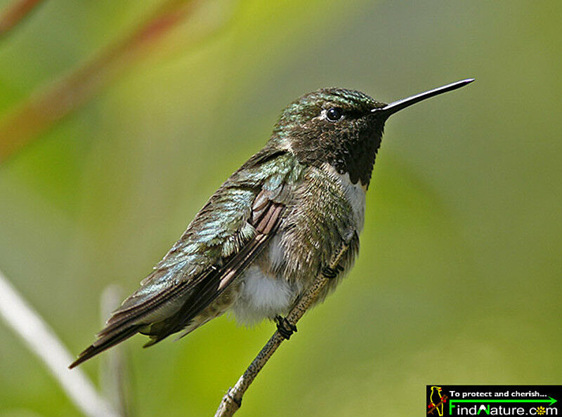 Ruby-throated Hummingbird male adult