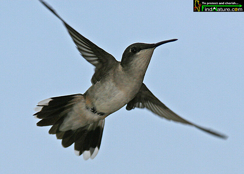 Ruby-throated Hummingbird female adult