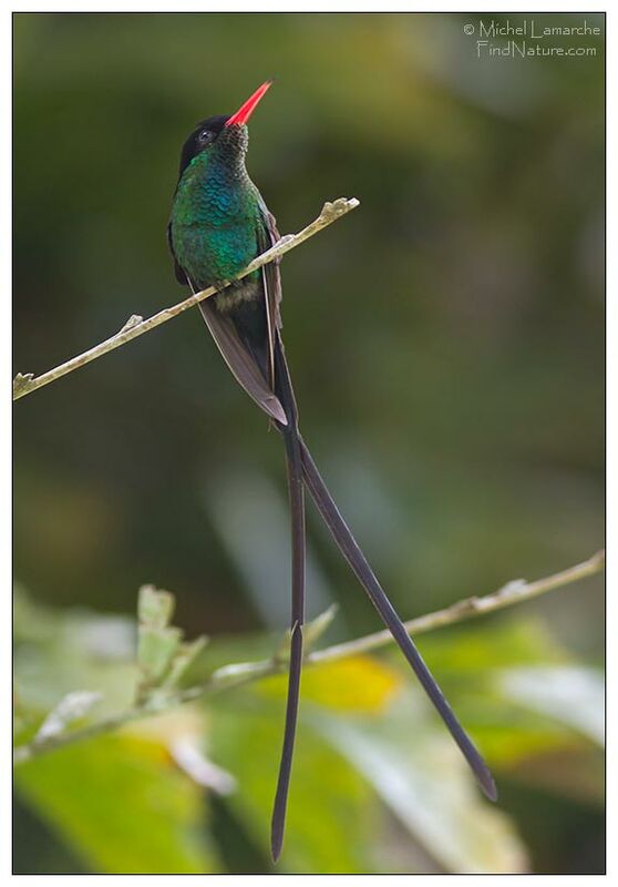 Colibri à tête noire